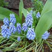 ヒメ日記 2025/04/18 16:26 投稿 高瀬 人妻楼 熊谷店