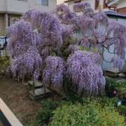 ヒメ日記 2025/04/20 23:21 投稿 高瀬 人妻楼 熊谷店