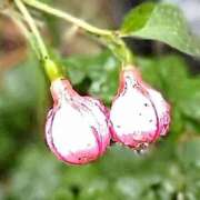 ヒメ日記 2025/04/24 18:37 投稿 高瀬 人妻楼 熊谷店