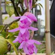 ヒメ日記 2025/04/30 10:05 投稿 高瀬 人妻楼 熊谷店