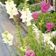 ヒメ日記 2025/05/23 17:23 投稿 高瀬 人妻楼 熊谷店