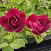 ヒメ日記 2025/05/28 21:24 投稿 高瀬 人妻楼 熊谷店