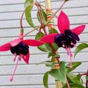 ヒメ日記 2025/06/01 20:26 投稿 高瀬 人妻楼 熊谷店