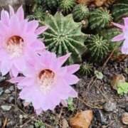 ヒメ日記 2025/06/11 14:57 投稿 高瀬 人妻楼 熊谷店