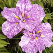 ヒメ日記 2025/06/16 15:51 投稿 高瀬 人妻楼 熊谷店