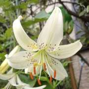 ヒメ日記 2025/06/24 17:21 投稿 高瀬 人妻楼 熊谷店