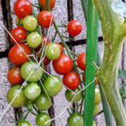 ヒメ日記 2025/06/27 18:19 投稿 高瀬 人妻楼 熊谷店