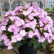 ヒメ日記 2025/07/01 16:17 投稿 高瀬 人妻楼 熊谷店