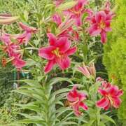 ヒメ日記 2025/07/02 16:26 投稿 高瀬 人妻楼 熊谷店