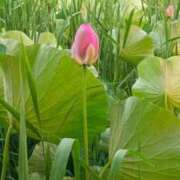 ヒメ日記 2025/07/06 09:40 投稿 高瀬 人妻楼 熊谷店