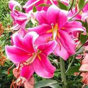 ヒメ日記 2025/07/09 16:58 投稿 高瀬 人妻楼 熊谷店