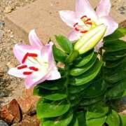 ヒメ日記 2025/07/11 18:41 投稿 高瀬 人妻楼 熊谷店