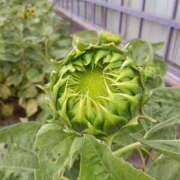 ヒメ日記 2025/07/13 10:09 投稿 高瀬 人妻楼 熊谷店