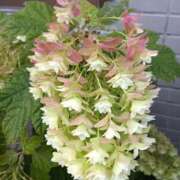 ヒメ日記 2025/07/13 19:54 投稿 高瀬 人妻楼 熊谷店