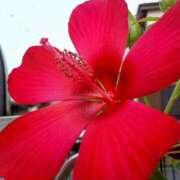 ヒメ日記 2025/07/15 17:09 投稿 高瀬 人妻楼 熊谷店