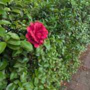 ヒメ日記 2025/07/22 13:44 投稿 高瀬 人妻楼 熊谷店