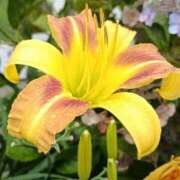 ヒメ日記 2025/07/26 23:39 投稿 高瀬 人妻楼 熊谷店