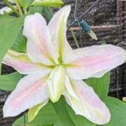 ヒメ日記 2025/07/28 16:17 投稿 高瀬 人妻楼 熊谷店