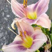 ヒメ日記 2025/07/29 17:40 投稿 高瀬 人妻楼 熊谷店