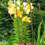 ヒメ日記 2025/07/30 17:11 投稿 高瀬 人妻楼 熊谷店