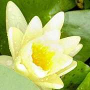 ヒメ日記 2025/08/03 07:27 投稿 高瀬 人妻楼 熊谷店