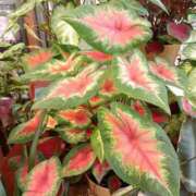 ヒメ日記 2025/08/04 20:15 投稿 高瀬 人妻楼 熊谷店