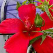 ヒメ日記 2025/08/07 17:31 投稿 高瀬 人妻楼 熊谷店