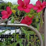 ヒメ日記 2025/08/07 17:47 投稿 高瀬 人妻楼 熊谷店