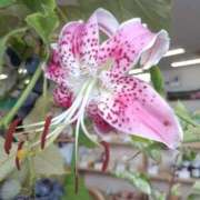 ヒメ日記 2025/08/12 17:35 投稿 高瀬 人妻楼 熊谷店