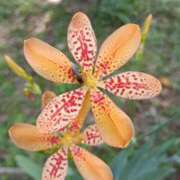 ヒメ日記 2025/08/13 17:00 投稿 高瀬 人妻楼 熊谷店