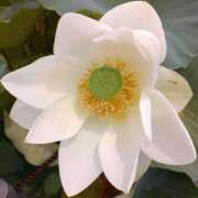 ヒメ日記 2025/08/18 18:22 投稿 高瀬 人妻楼 熊谷店