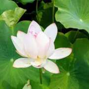 ヒメ日記 2025/08/18 18:38 投稿 高瀬 人妻楼 熊谷店