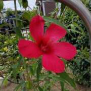 ヒメ日記 2025/08/19 16:42 投稿 高瀬 人妻楼 熊谷店