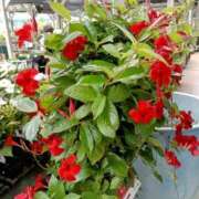 ヒメ日記 2025/08/21 23:09 投稿 高瀬 人妻楼 熊谷店