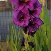 ヒメ日記 2025/08/23 09:19 投稿 高瀬 人妻楼 熊谷店