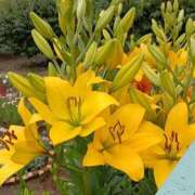 ヒメ日記 2025/08/25 20:36 投稿 高瀬 人妻楼 熊谷店