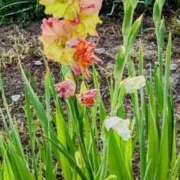 ヒメ日記 2025/08/31 13:20 投稿 高瀬 人妻楼 熊谷店