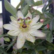 ヒメ日記 2025/09/03 18:17 投稿 高瀬 人妻楼 熊谷店