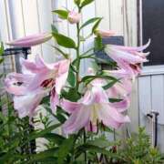 ヒメ日記 2025/09/04 18:10 投稿 高瀬 人妻楼 熊谷店