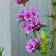 ヒメ日記 2025/09/09 12:34 投稿 高瀬 人妻楼 熊谷店