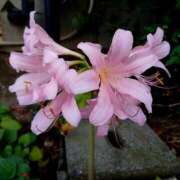 ヒメ日記 2025/09/12 20:26 投稿 高瀬 人妻楼 熊谷店