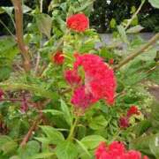 ヒメ日記 2025/09/17 18:28 投稿 高瀬 人妻楼 熊谷店