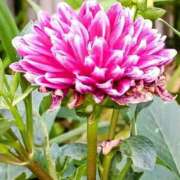 ヒメ日記 2025/09/17 18:52 投稿 高瀬 人妻楼 熊谷店