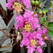 ヒメ日記 2025/09/21 09:37 投稿 高瀬 人妻楼 熊谷店