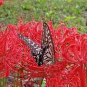 ヒメ日記 2025/09/24 17:54 投稿 高瀬 人妻楼 熊谷店