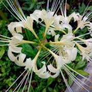 ヒメ日記 2025/09/26 17:07 投稿 高瀬 人妻楼 熊谷店