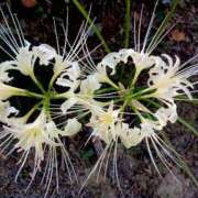 ヒメ日記 2025/09/26 19:06 投稿 高瀬 人妻楼 熊谷店