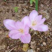 ヒメ日記 2025/10/01 18:26 投稿 高瀬 人妻楼 熊谷店