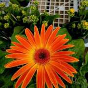 ヒメ日記 2025/10/10 17:15 投稿 高瀬 人妻楼 熊谷店