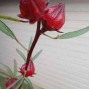 ヒメ日記 2025/10/15 08:58 投稿 高瀬 人妻楼 熊谷店